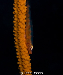 Wire coral goby! by John Roach 
